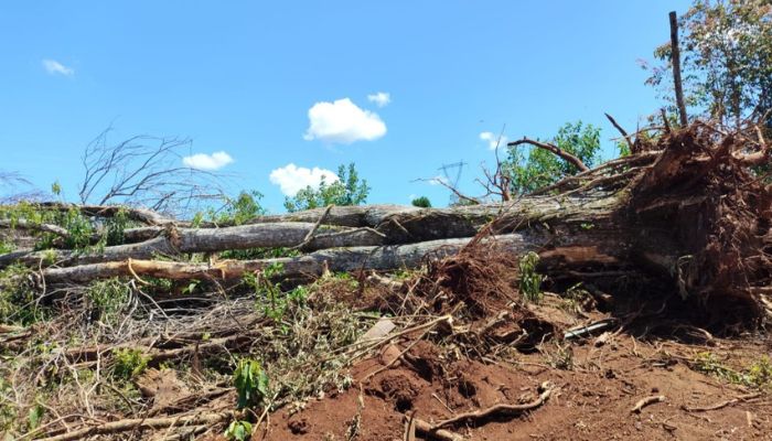 Quedas - Derrubada de araucária leva à prisão em flagrante de homem
